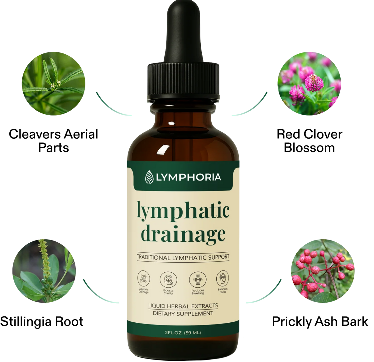 LYMPHORIA® | Drainage Lymphatique Naturel